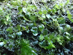 Plagiomnium rostratum