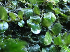 Plagiomnium rostratum