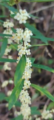 Pimelea axiflora
