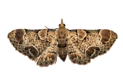 Chloroclystis lichenodes