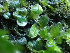 Plagiomnium rostratum