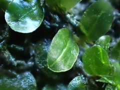 Plagiomnium rostratum