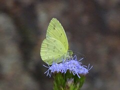 Eurema alitha