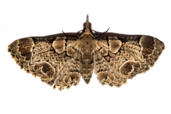 Chloroclystis lichenodes