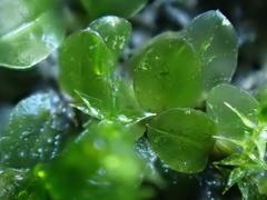 Plagiomnium rostratum