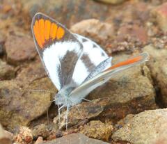 Colotis euippe omphale
