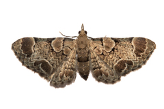 Chloroclystis lichenodes