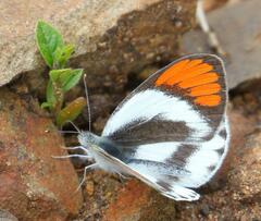 Colotis euippe omphale