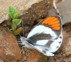 Colotis euippe omphale