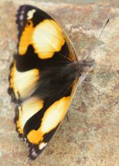 Junonia hierta cebrene