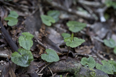 Corybas acuminatus