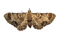 Chloroclystis lichenodes