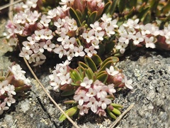 Pimelea alpina
