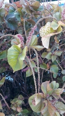 Acalypha wilkesiana