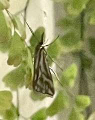 Hednota pleniferellus