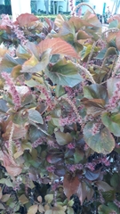 Acalypha wilkesiana