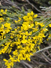 Bossiaea foliosa