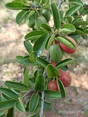Ximenia caffra