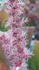 Acalypha wilkesiana