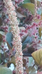 Acalypha wilkesiana