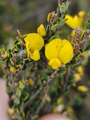 Bossiaea foliosa