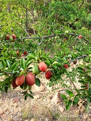 Ximenia caffra