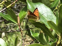 Lycaena 'canterbury common copper'