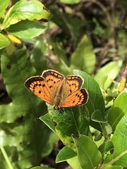 Lycaena 'canterbury common copper'