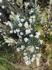 Acrothamnus hookeri