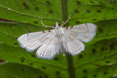Musotiminae