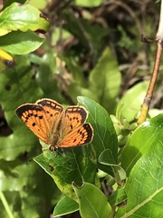 Lycaena 'canterbury common copper'