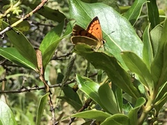 Lycaena 'canterbury common copper'