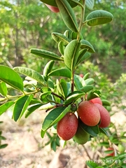 Ximenia caffra