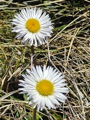 Brachyscome decipiens
