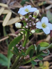 Cardamine lilacina