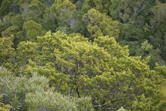 Lepidothamnus intermedius