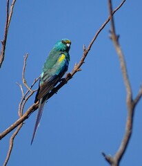 Psephotus varius