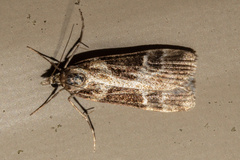 Eudonia melanaegis