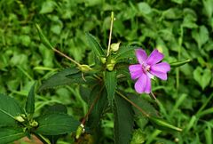 Impatiens platypetala