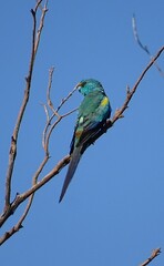 Psephotus varius