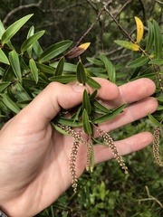 Veronica strictissima
