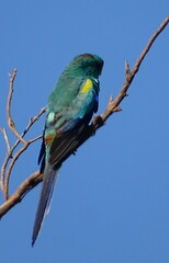 Psephotus varius