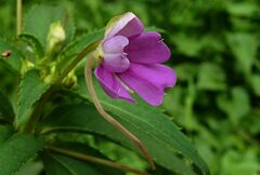 Impatiens platypetala