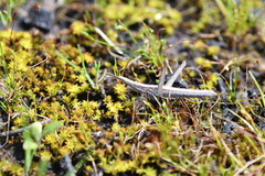 Vandiemenella viatica