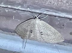 Poecilasthena anthodes