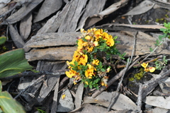 Pultenaea largiflorens