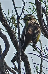 Purnella albifrons