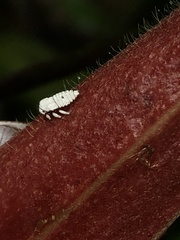 Membracidae