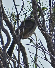 Purnella albifrons
