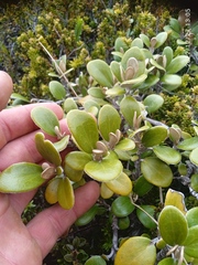 Brachyglottis bidwillii